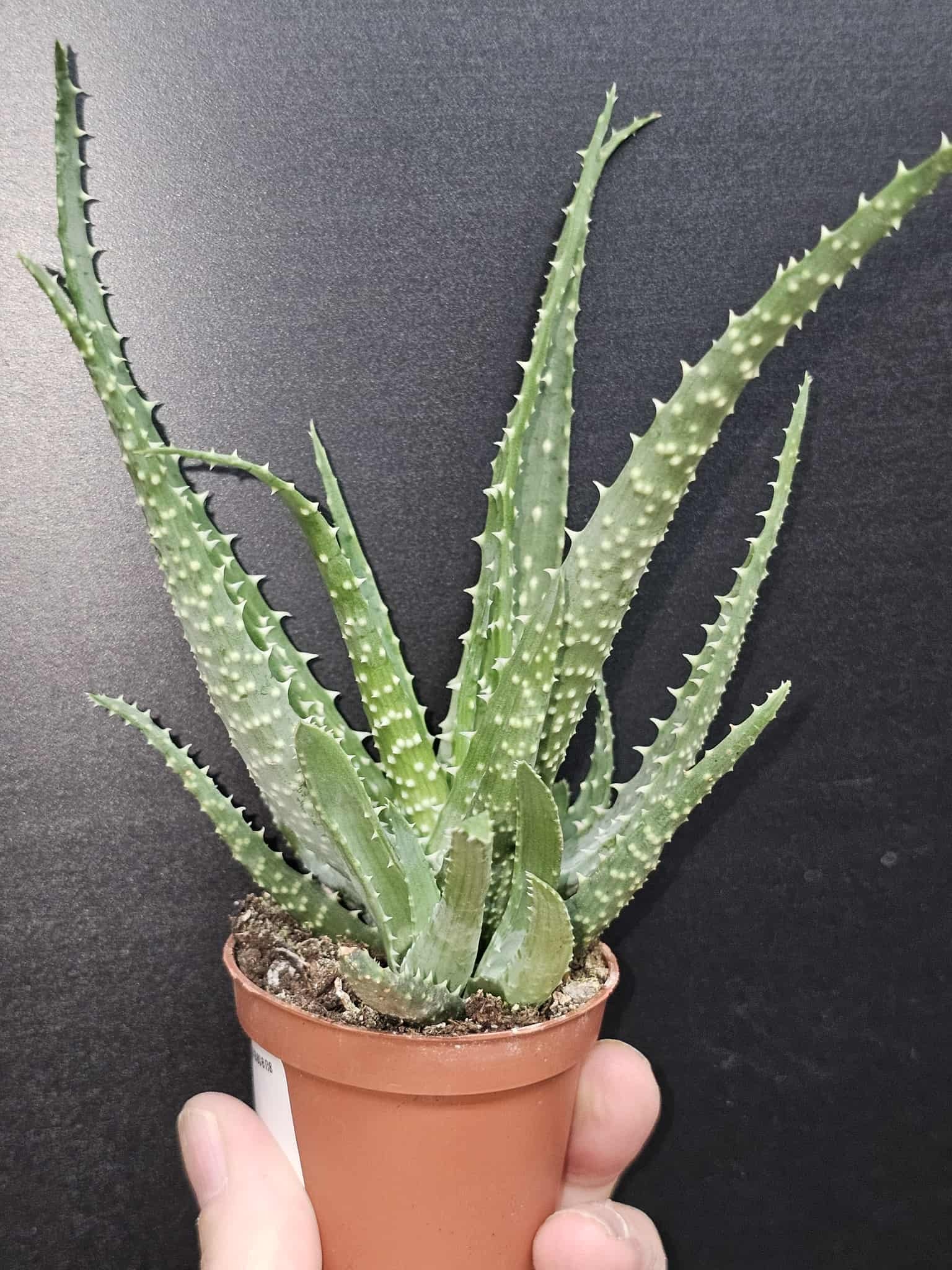 Magazo Plante Aloe arborescens 'Torch aloe'