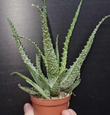 Magazo Aloe arborescens 'Torch aloe' Plant