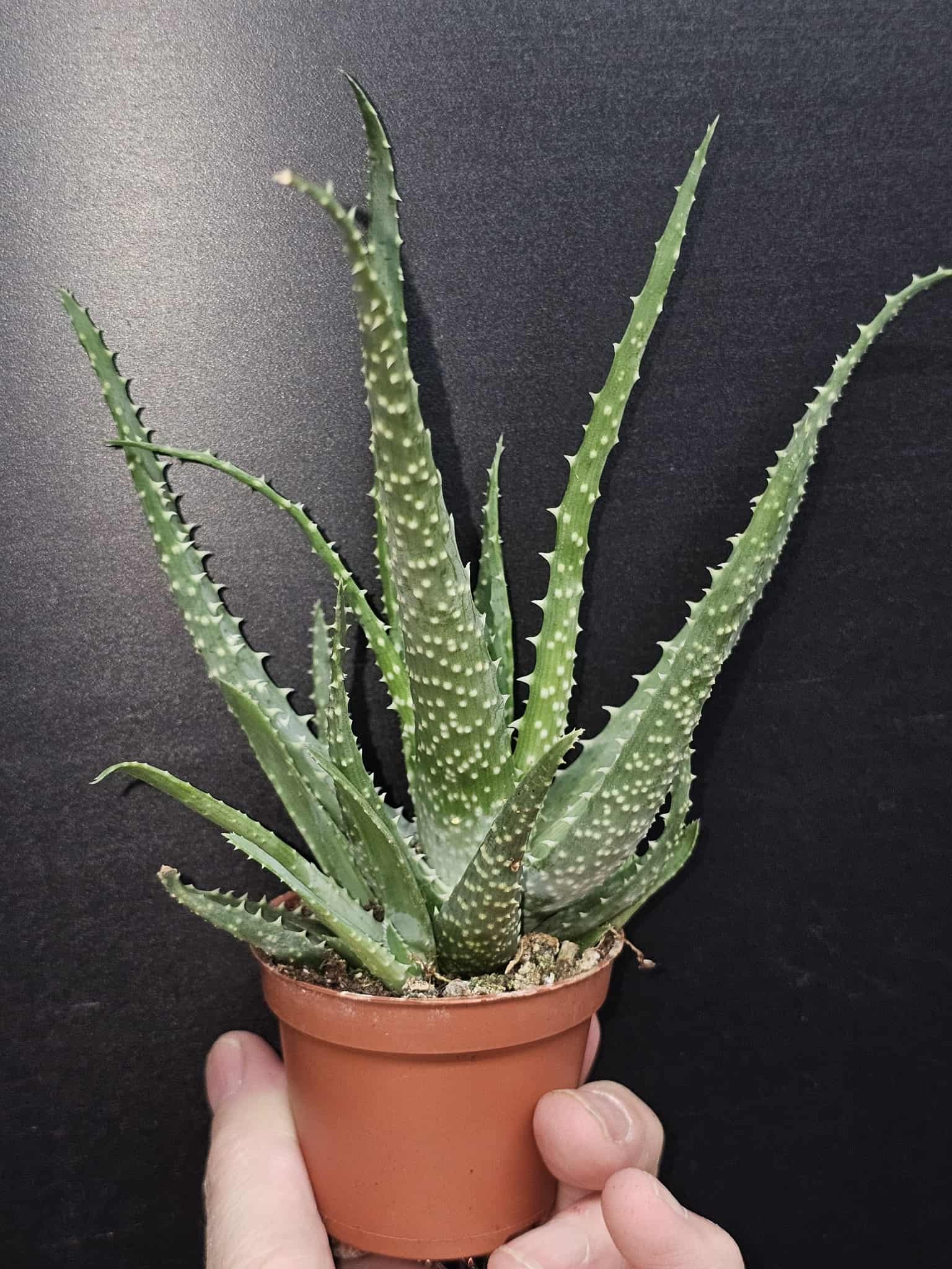 Magazo Aloe arborescens 'Torch aloe' Plant