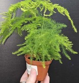 Magazoo Asparagus Plumosus Plant/Asparagus Fern/Asparagus 'Setaceus' 6cm