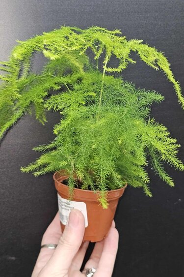 Magazoo Plante Asparagus Plumosus/Asparagus Fern/Asparagus 'Setaceus' 6cm