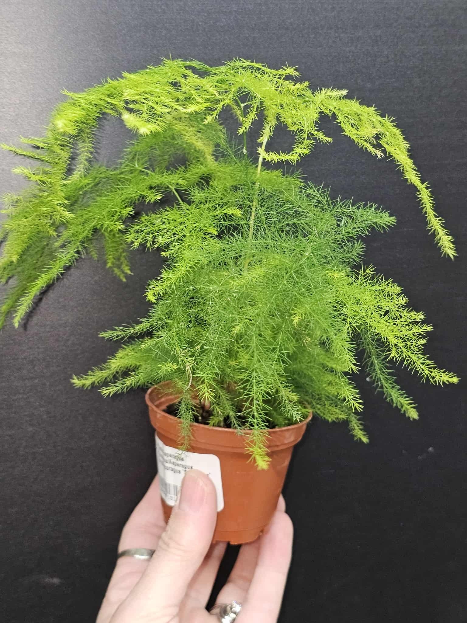 Magazoo Plante Asparagus Plumosus/Asparagus Fern/Asparagus 'Setaceus' 6cm