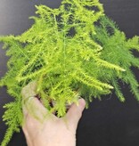 Magazoo Asparagus Plumosus Plant/Asparagus Fern/Asparagus 'Setaceus' 6cm
