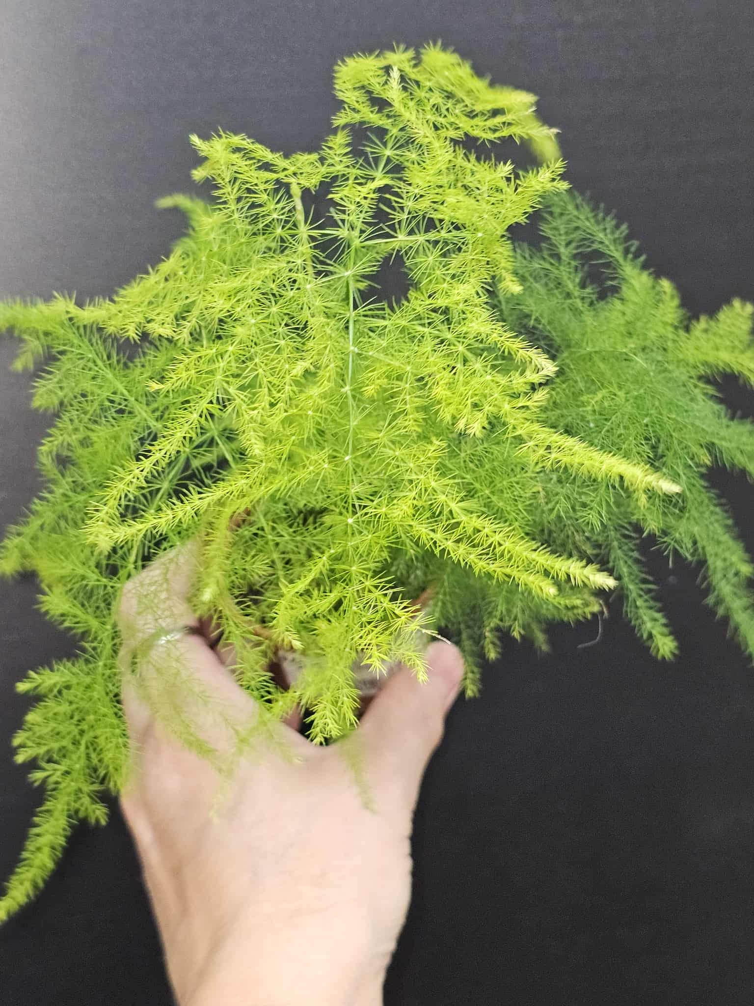 Magazoo Asparagus Plumosus Plant/Asparagus Fern/Asparagus 'Setaceus' 6cm