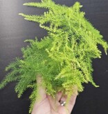 Magazoo Asparagus Plumosus Plant/Asparagus Fern/Asparagus 'Setaceus' 6cm