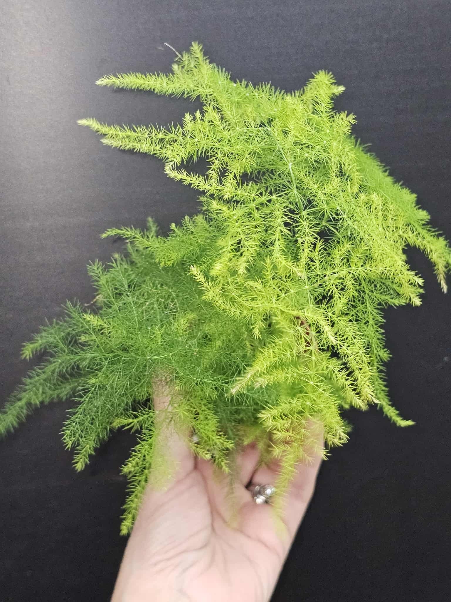 Magazoo Plante Asparagus Plumosus/Asparagus Fern/Asparagus 'Setaceus' 6cm