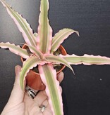 Magazoo Plante Cryptanthus Bivittatus 'Pink Starlite' | Plante étoile de mer 6 cm