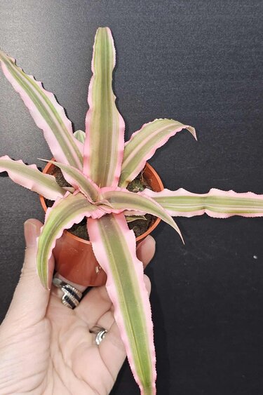 Magazoo Plante Cryptanthus Bivittatus 'Pink Starlite' | Plante étoile de mer 6 cm