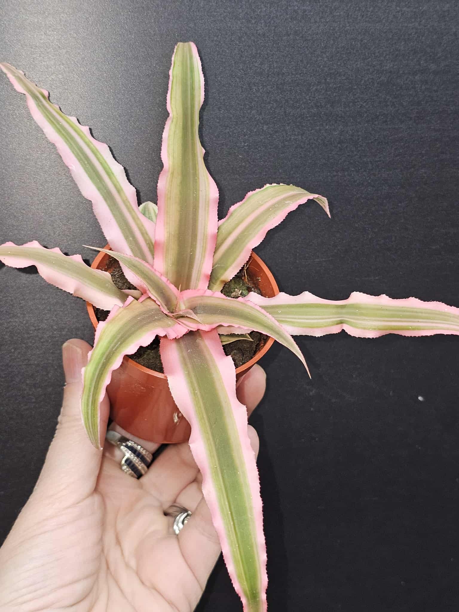 Magazoo Cryptanthus Bivittatus 'Pink Starlite' Plant | Plante étoile de mer 6 cm