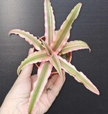 Magazoo Cryptanthus Bivittatus 'Pink Starlite' Plant | Plante étoile de mer 6 cm