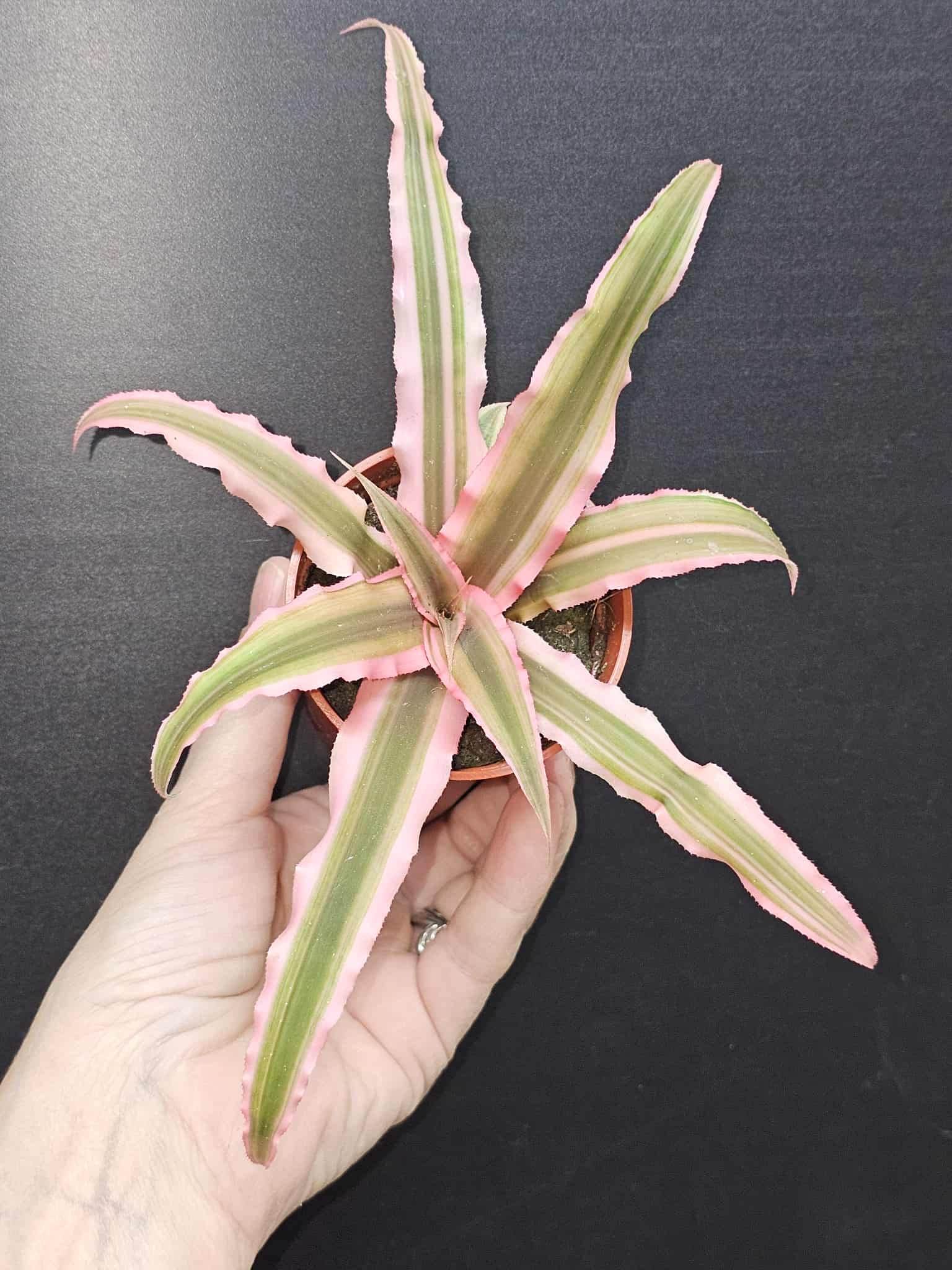 Magazoo Cryptanthus Bivittatus 'Pink Starlite' Plant | Plante étoile de mer 6 cm
