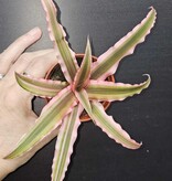 Magazoo Cryptanthus Bivittatus 'Pink Starlite' Plant | Plante étoile de mer 6 cm
