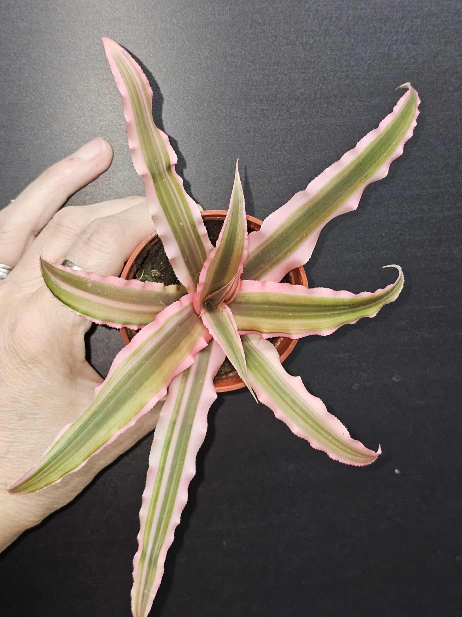 Magazoo Cryptanthus Bivittatus 'Pink Starlite' Plant | Plante étoile de mer 6 cm