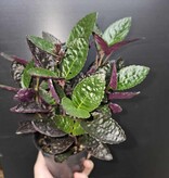 Magazoo Plante Hemigraphis Exotica Colorata