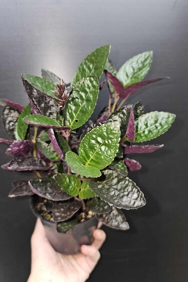 Magazoo Plante Hemigraphis Exotica Colorata
