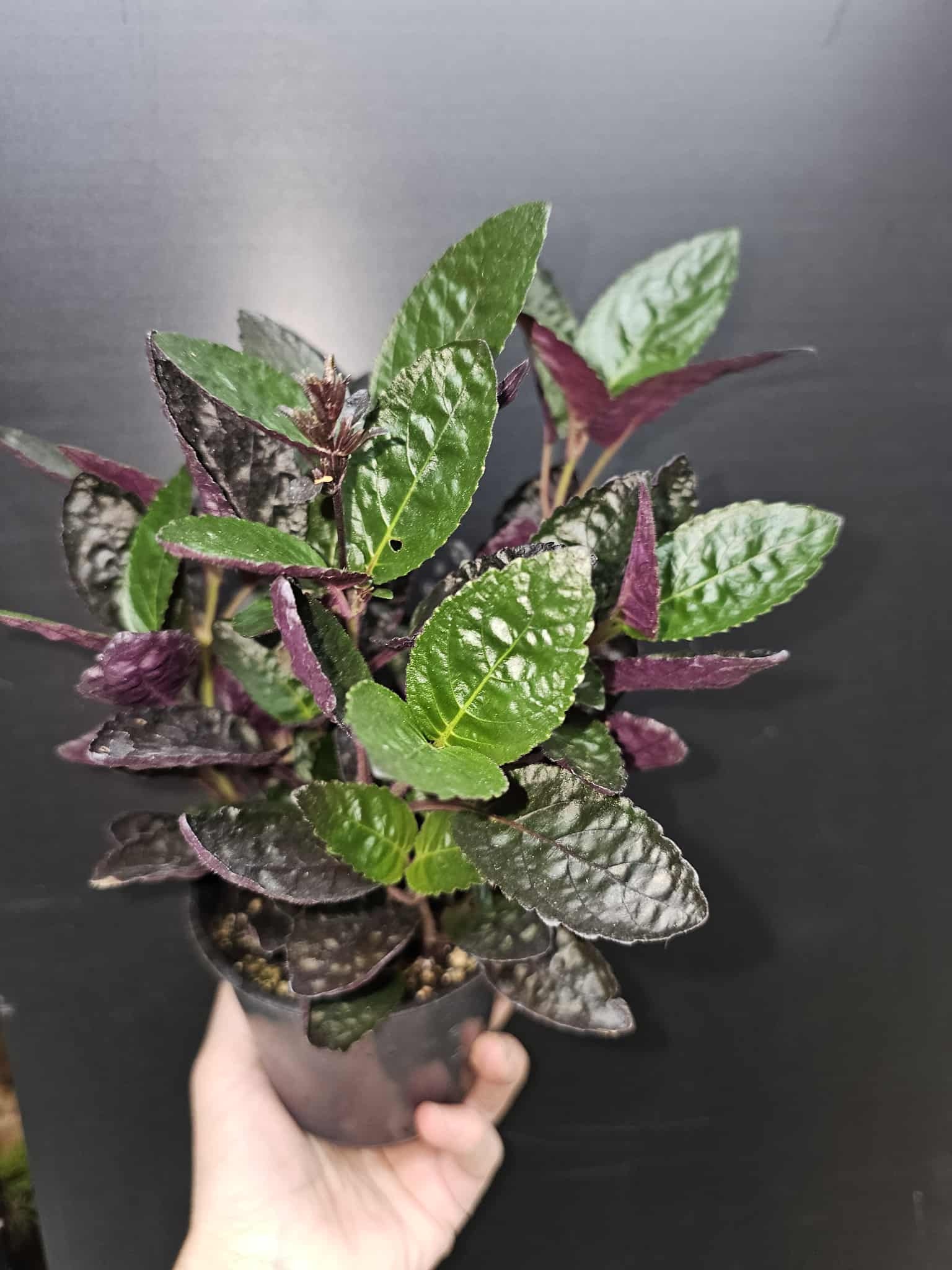 Magazoo Plante Hemigraphis Exotica Colorata