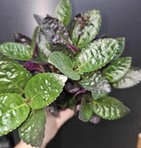 Magazoo Hemigraphis Exotica Colorata Plant