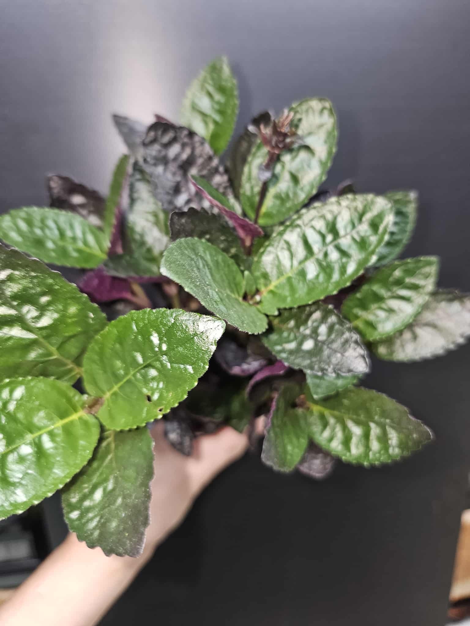 Magazoo Hemigraphis Exotica Colorata Plant