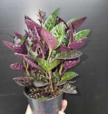Magazoo Plante Hemigraphis Exotica Colorata