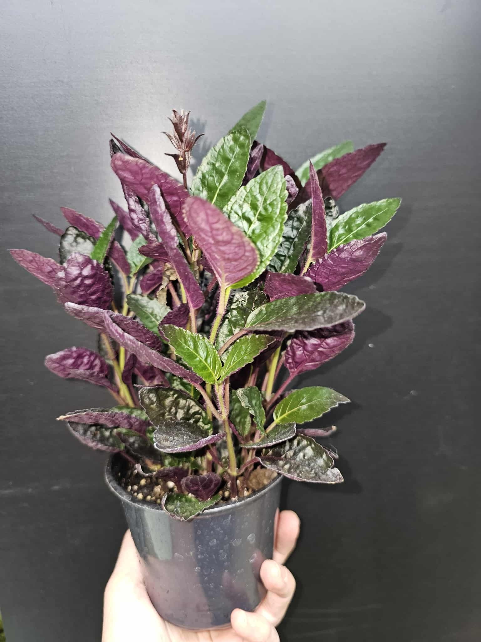 Magazoo Hemigraphis Exotica Colorata Plant