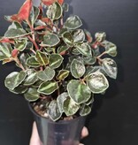 Magazoo Peperomia metallica 'Colombiana' Plant