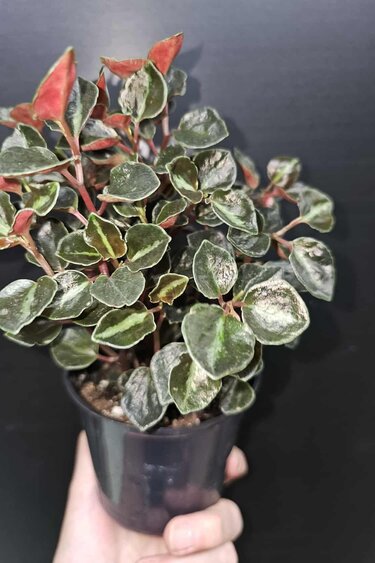 Magazoo Plante Peperomia metallica 'Colombiana'