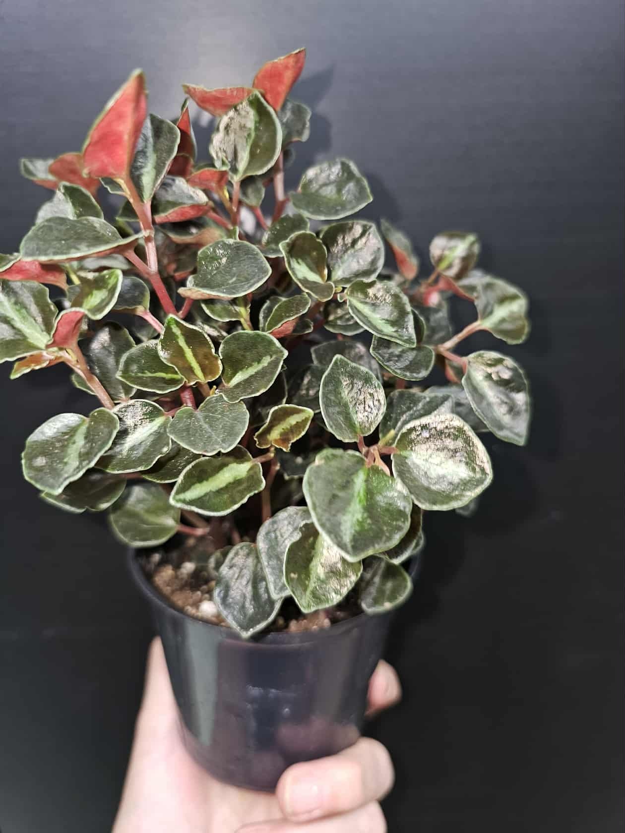 Magazoo Peperomia metallica 'Colombiana' Plant