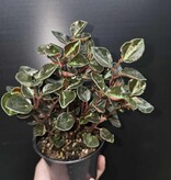 Magazoo Plante Peperomia metallica 'Colombiana'