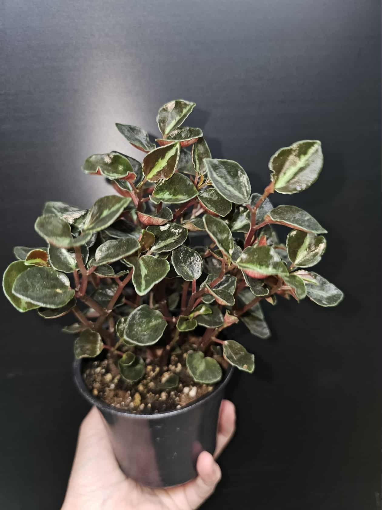 Magazoo Plante Peperomia metallica 'Colombiana'