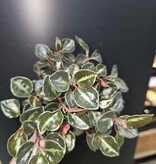 Magazoo Plante Peperomia metallica 'Colombiana'