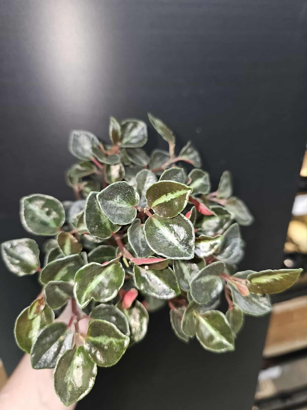 Magazoo Plante Peperomia metallica 'Colombiana'