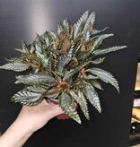 Magazoo Plante Pilea Hitchcockii 'Dark Mystery'