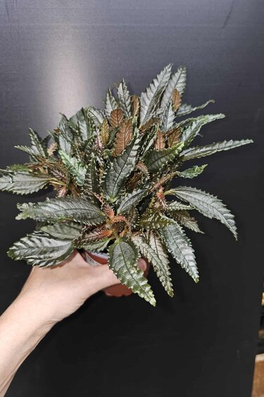 Magazoo Plante Pilea Hitchcockii 'Dark Mystery'