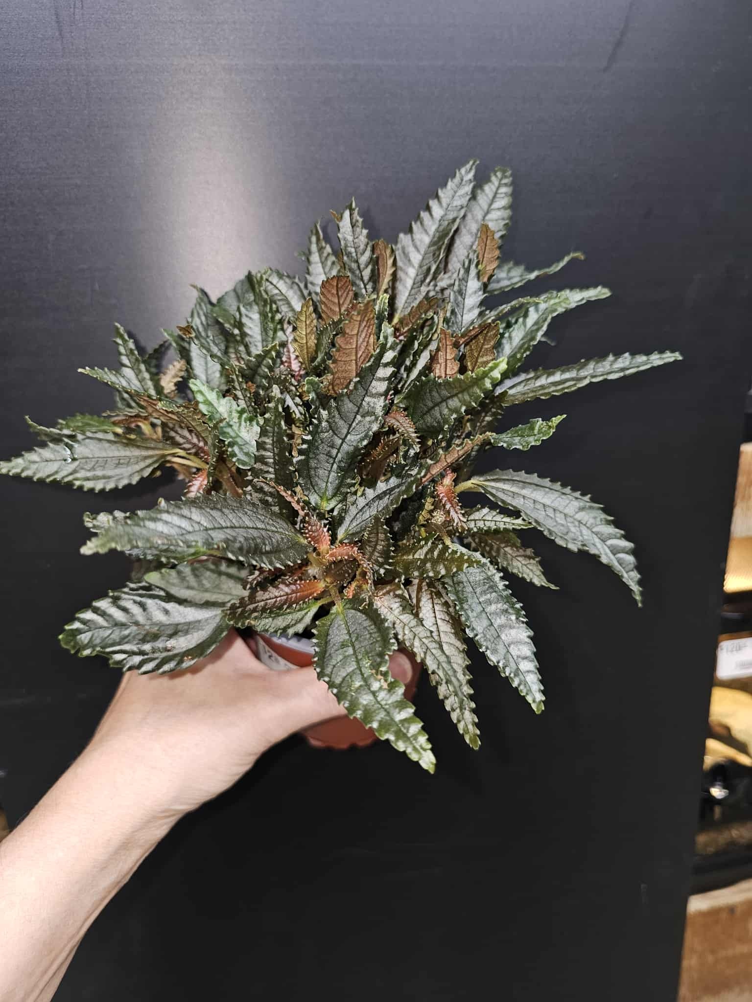 Magazoo Pilea Hitchcockii 'Dark Mystery' Plant