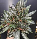 Magazoo Plante Pilea Hitchcockii 'Dark Mystery'