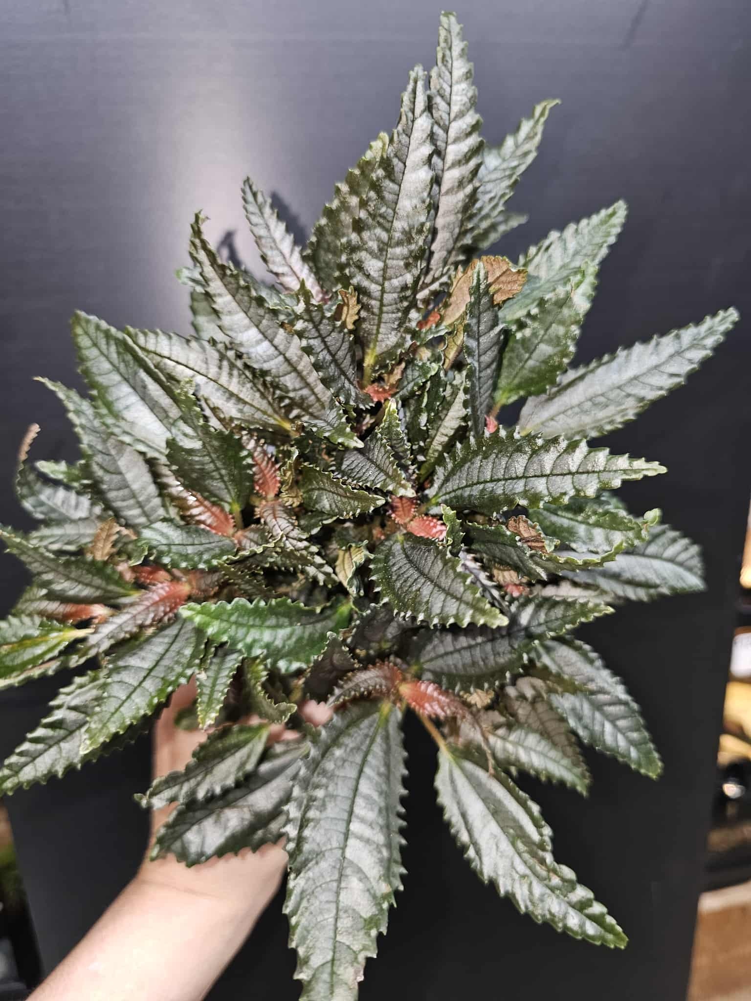 Magazoo Plante Pilea Hitchcockii 'Dark Mystery'