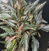 Magazoo Plante Pilea Hitchcockii 'Dark Mystery'