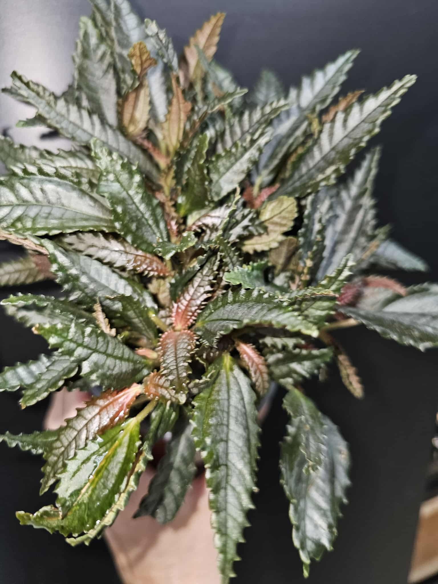 Magazoo Pilea Hitchcockii 'Dark Mystery' Plant