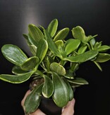 Magazoo Plante Crassula Ovata 'Sunset' 6cm