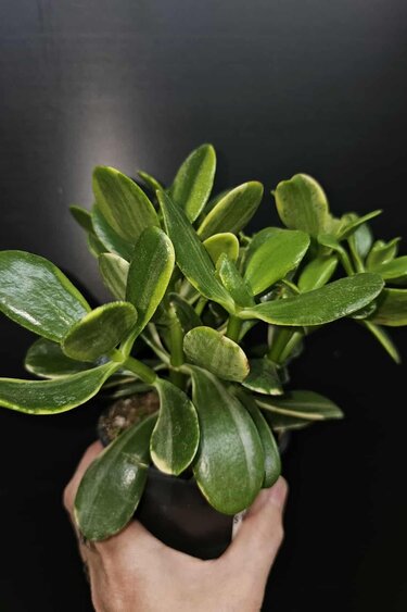 Magazoo Crassula Ovata 'Sunset' Plant 6cm