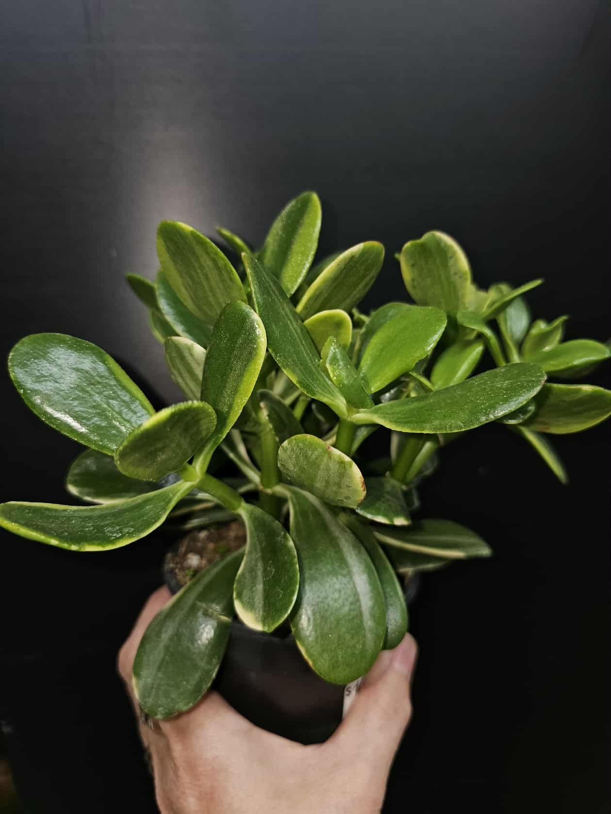 Magazoo Plante Crassula Ovata 'Sunset' 6cm
