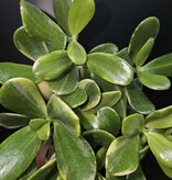 Magazoo Crassula Ovata 'Sunset' Plant 6cm