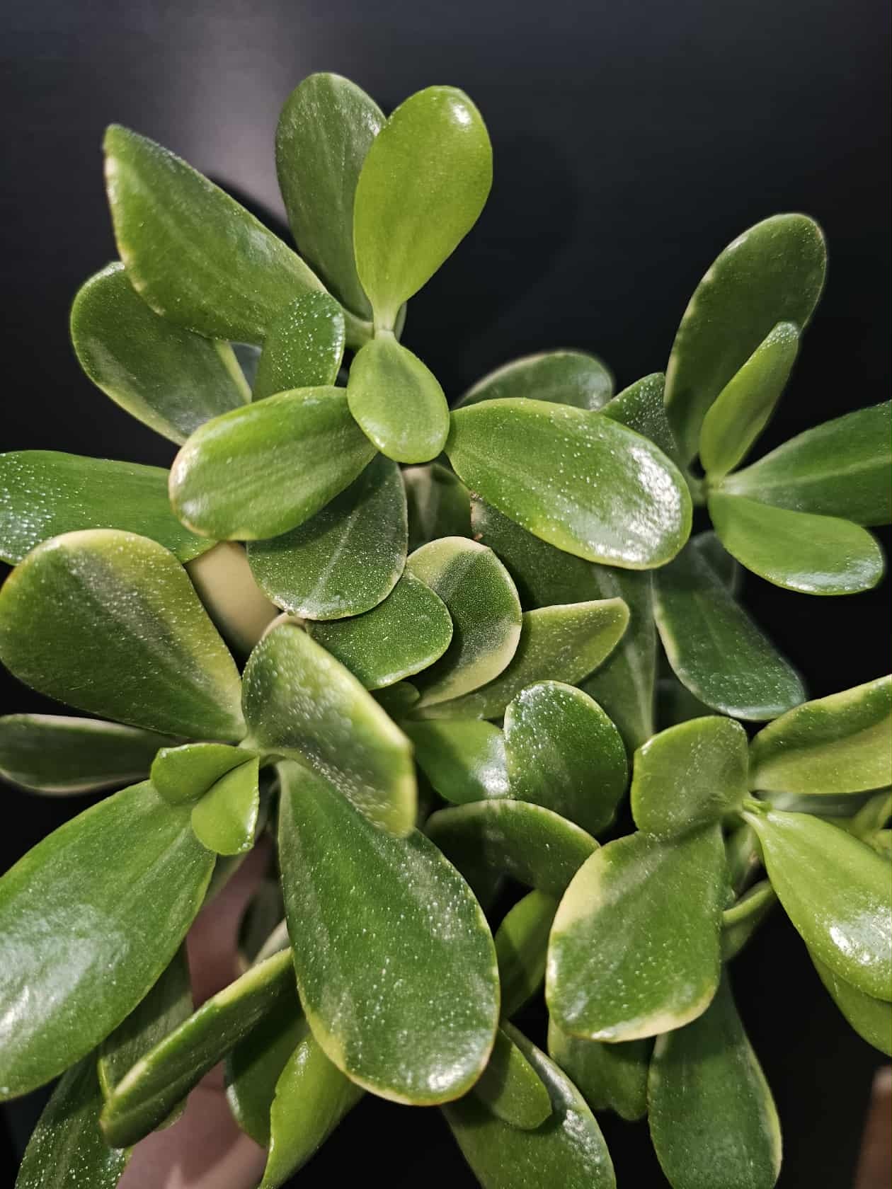 Magazoo Plante Crassula Ovata 'Sunset' 6cm