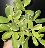 Magazoo Plante Crassula Ovata 'Sunset' 6cm