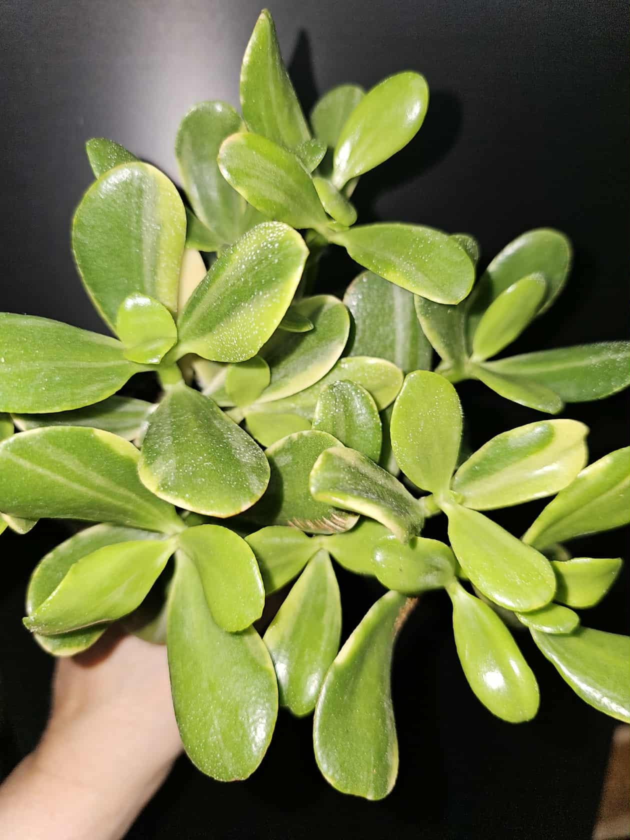 Magazoo Crassula Ovata 'Sunset' Plant 6cm