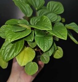 Magazoo Plante Peperomia 'Rana Verde'