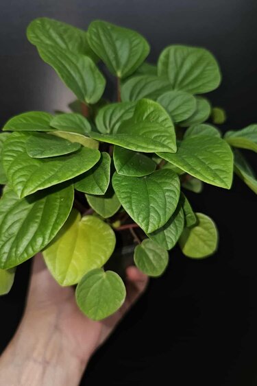 Magazoo Peperomia 'Rana Verde' Plant