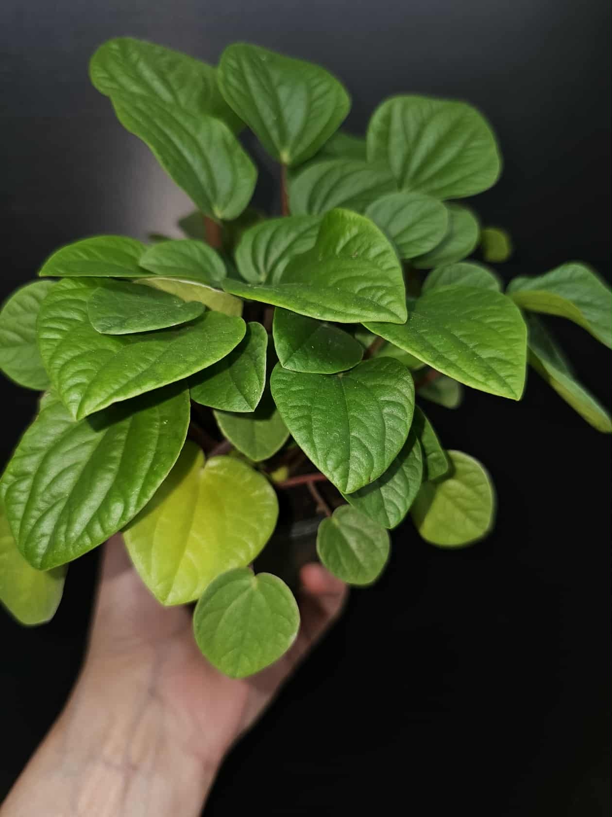 Magazoo Peperomia 'Rana Verde' Plant