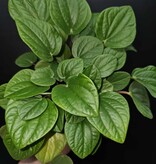Magazoo Plante Peperomia 'Rana Verde'