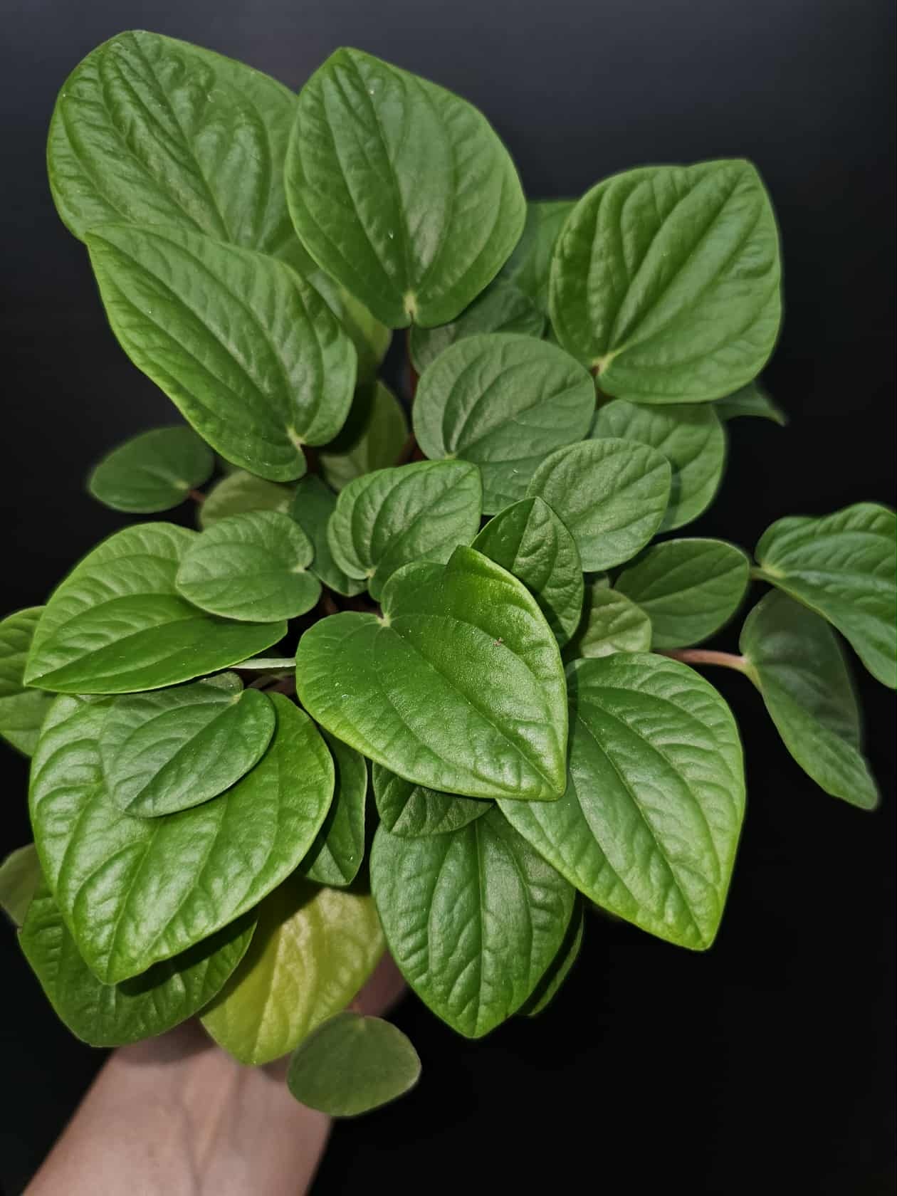 Magazoo Peperomia 'Rana Verde' Plant